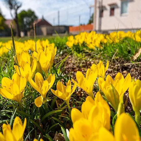 Five Bedroom 扎达尔