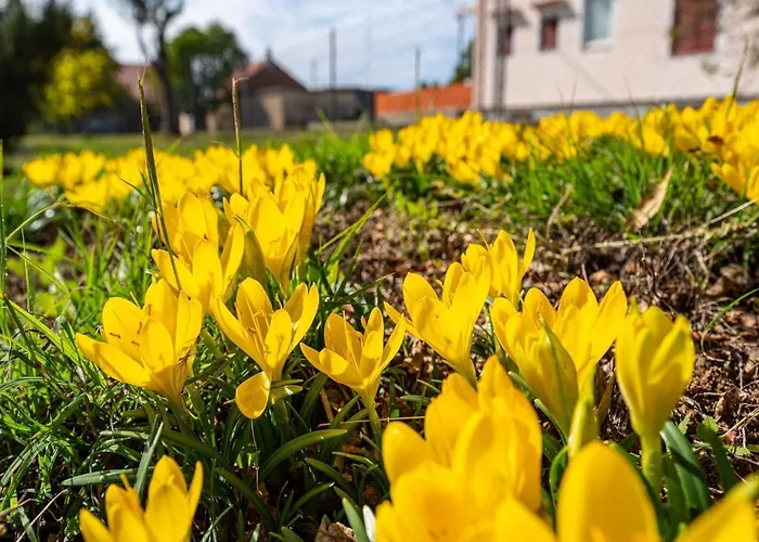 Five Bedroom 자다르